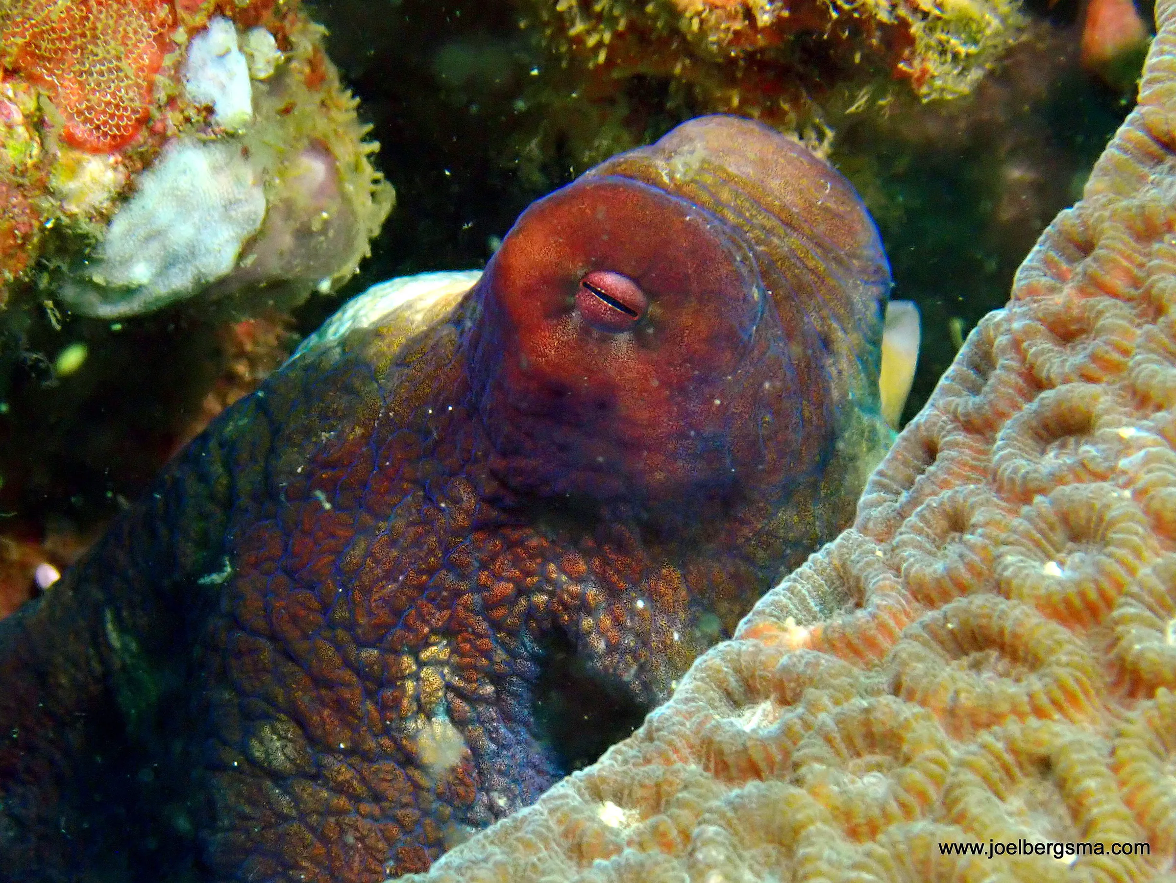 Philippines underwater photograph, 2022