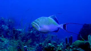 Underwater photograph by Joel Bergsma