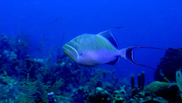 Underwater photograph by Joel Bergsma