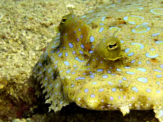 Underwater photograph by Joel Bergsma