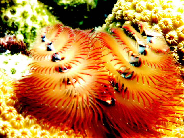 Underwater photograph by Joel Bergsma
