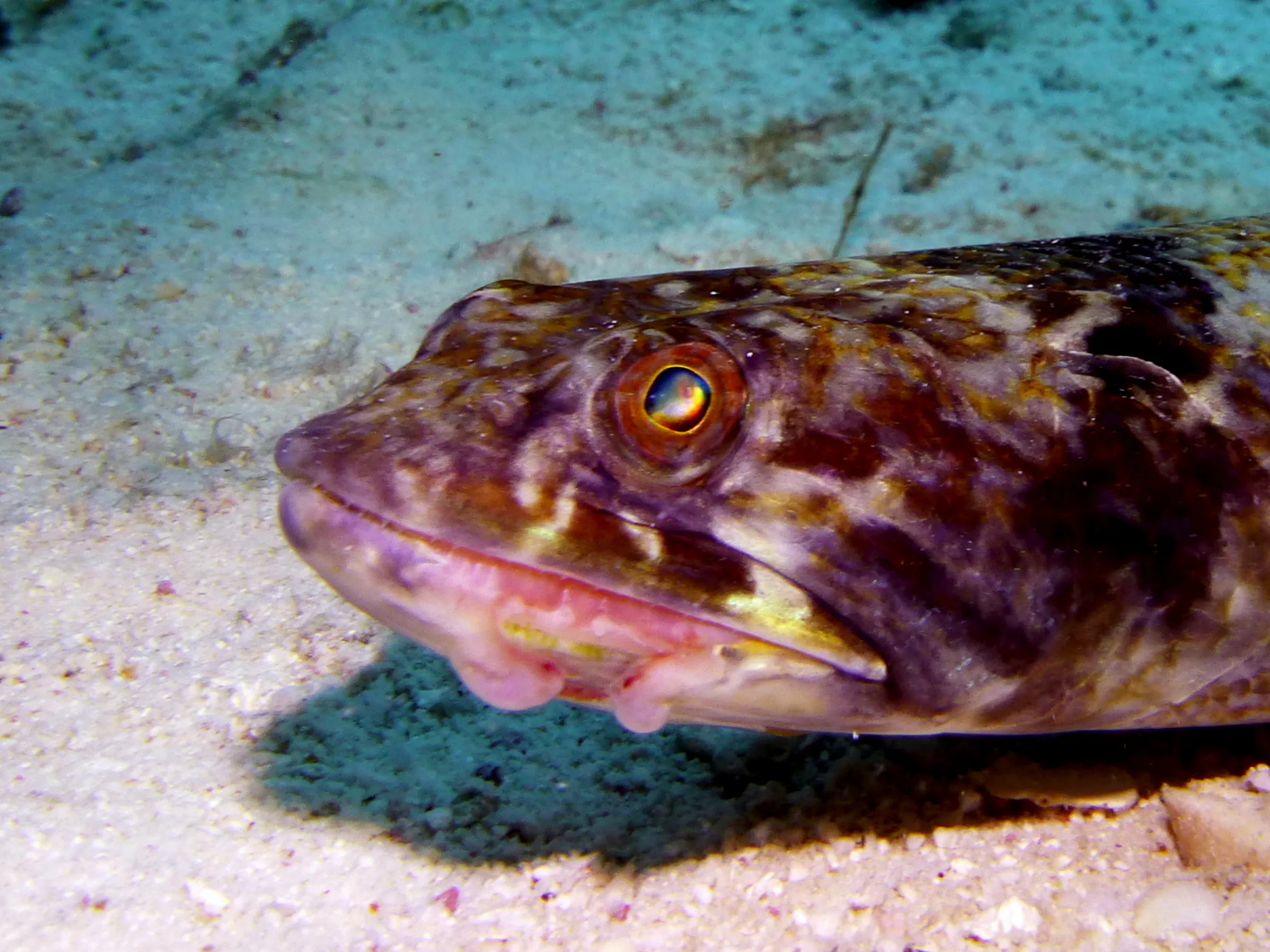 Lizardfish, Bonaire, 2013