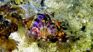 Underwater photograph by Joel Bergsma