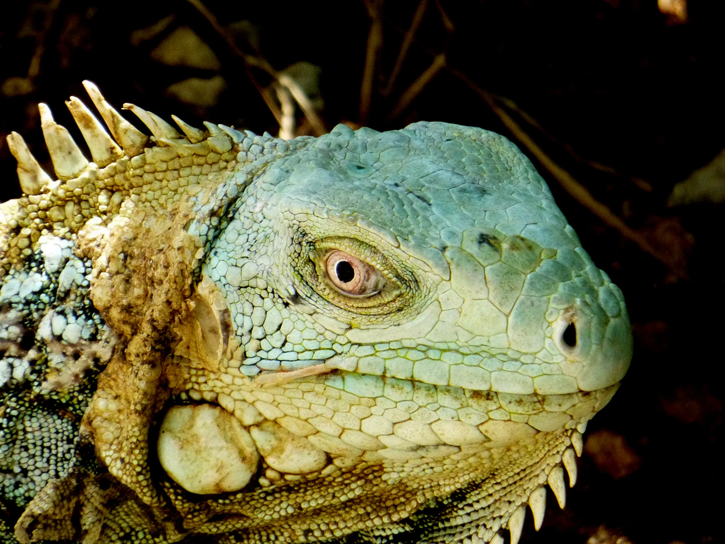Iguana, Bonaire, 2013