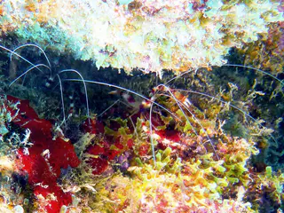Underwater photograph by Joel Bergsma