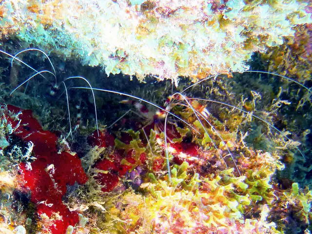 Underwater photograph by Joel Bergsma