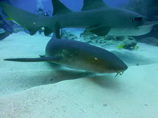 Underwater photograph by Joel Bergsma