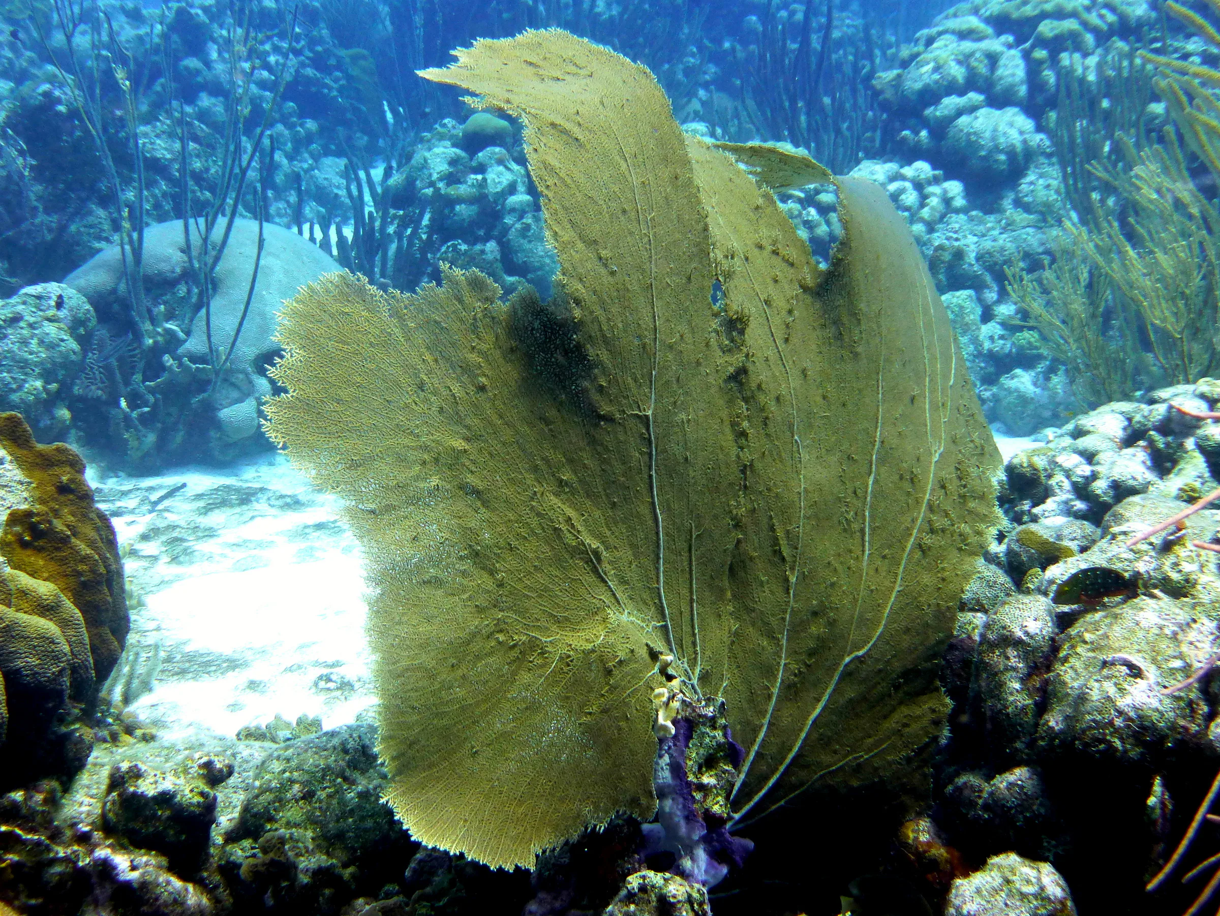 Fan Coral, Bonaire, 2013