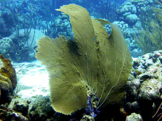 Underwater photograph by Joel Bergsma