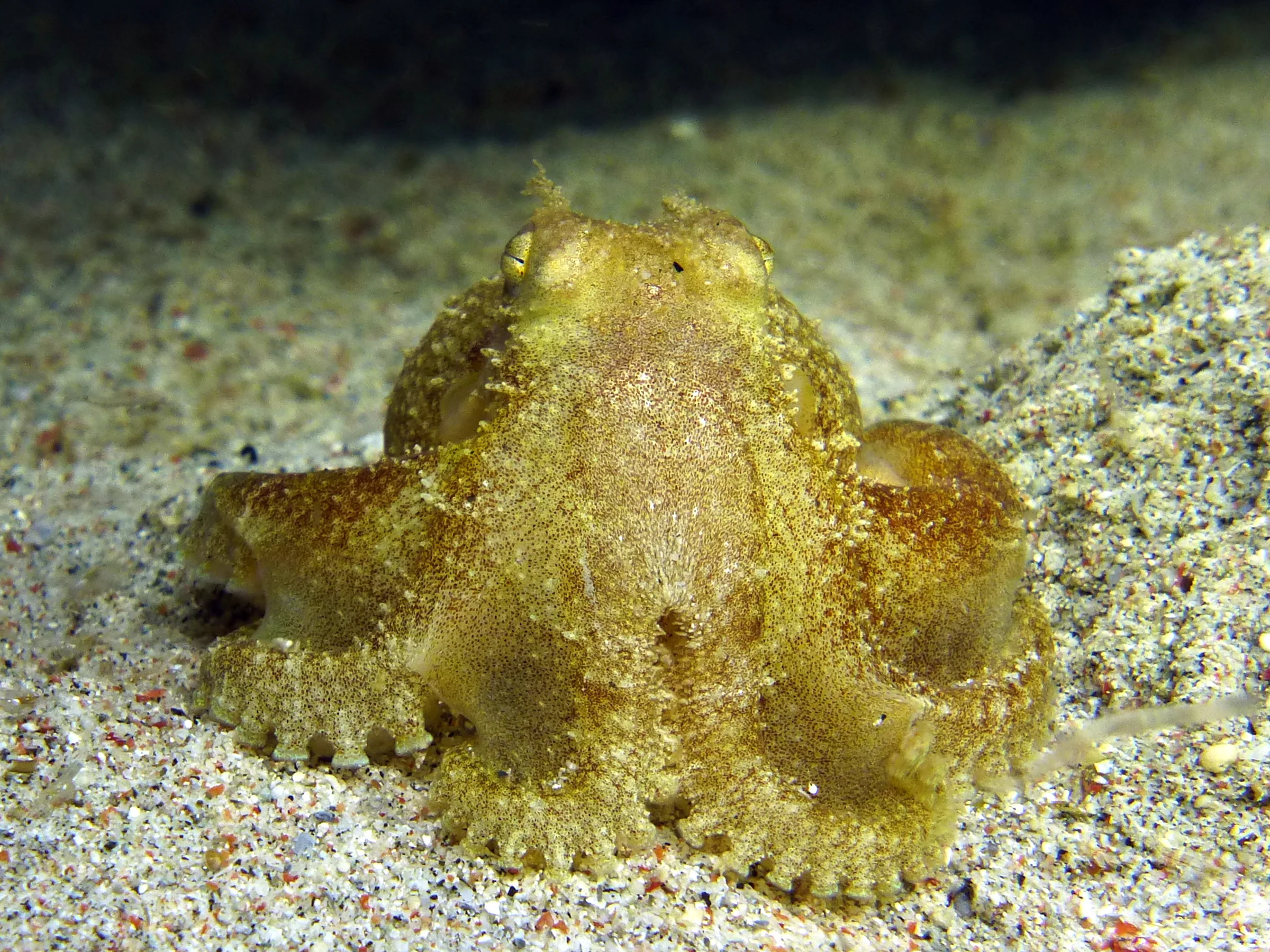 Octopus, Philippines, 2014