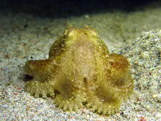 Underwater photograph by Joel Bergsma