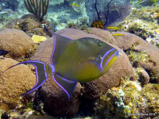Underwater photograph by Joel Bergsma