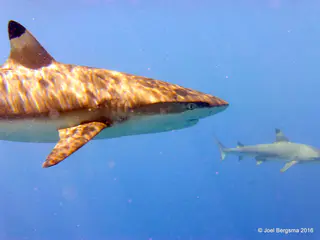 Underwater photograph by Joel Bergsma