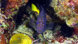 Underwater photograph by Joel Bergsma