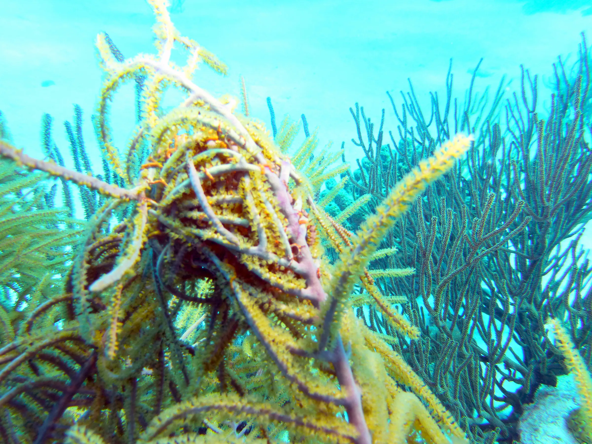 Bonaire underwater photograph, 2013