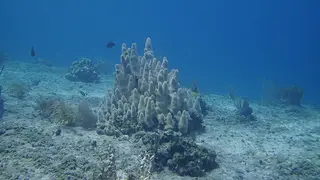 Pillar Soft Coral