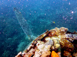 Underwater photograph by Joel Bergsma