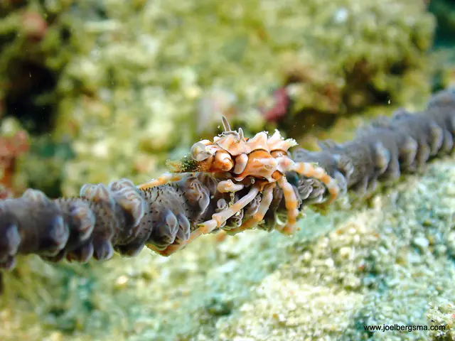 Underwater photograph by Joel Bergsma