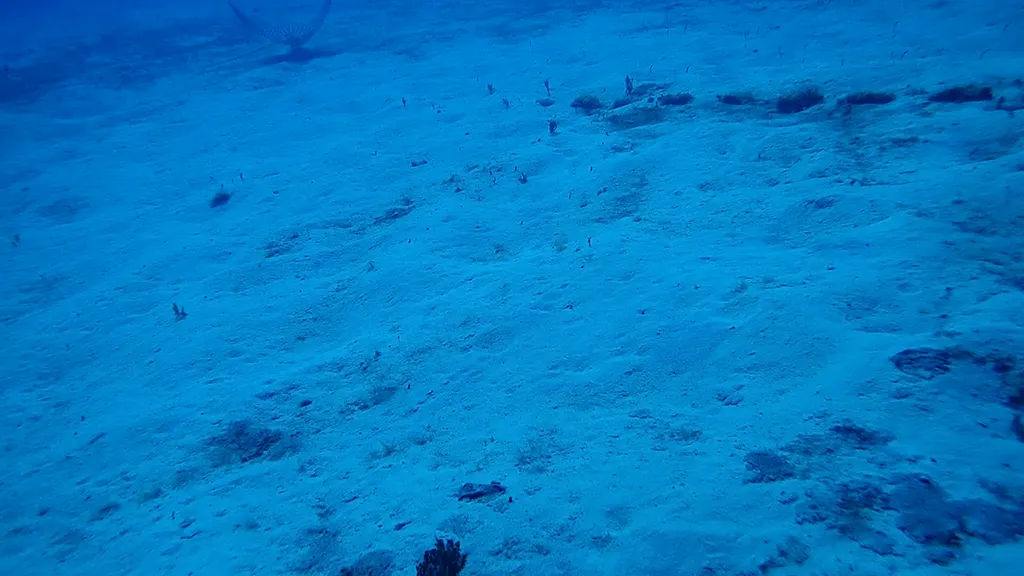 Spotted Eagle Ray