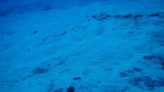 Spotted Eagle Ray