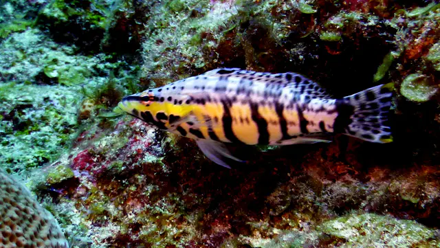 Underwater photograph by Joel Bergsma