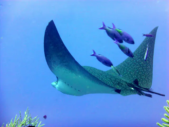 Underwater photograph by Joel Bergsma