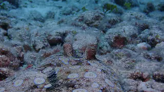 Flounder - closeup