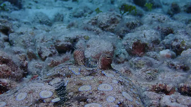 Flounder - closeup