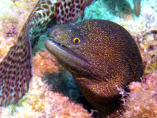 Underwater photograph by Joel Bergsma