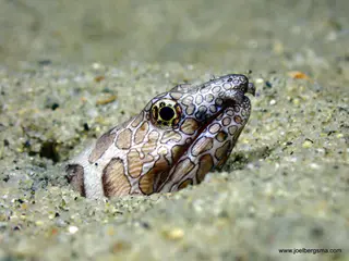 Underwater photograph by Joel Bergsma
