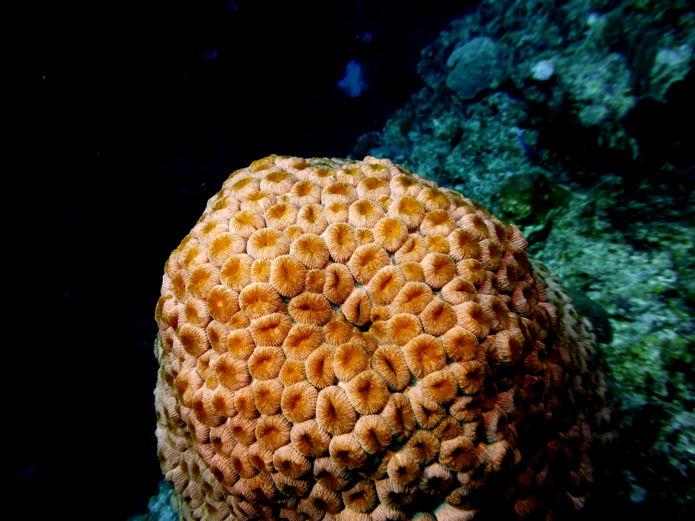 Belize underwater photograph, 2017