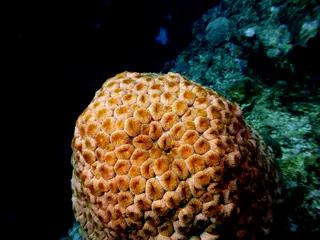 Underwater photograph by Joel Bergsma