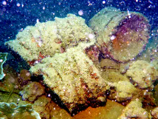 Underwater photograph by Joel Bergsma