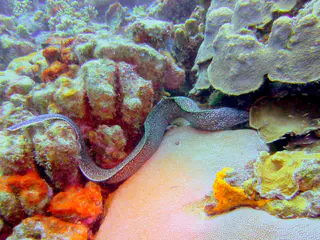 Underwater photograph by Joel Bergsma