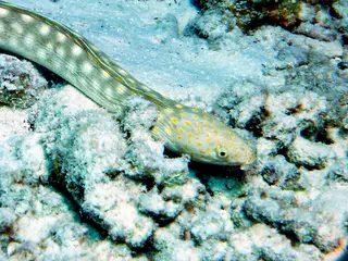 Underwater photograph by Joel Bergsma