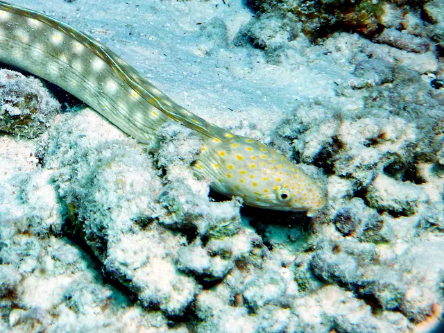 Underwater photograph by Joel Bergsma