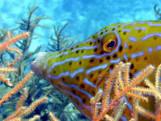 Underwater photograph by Joel Bergsma