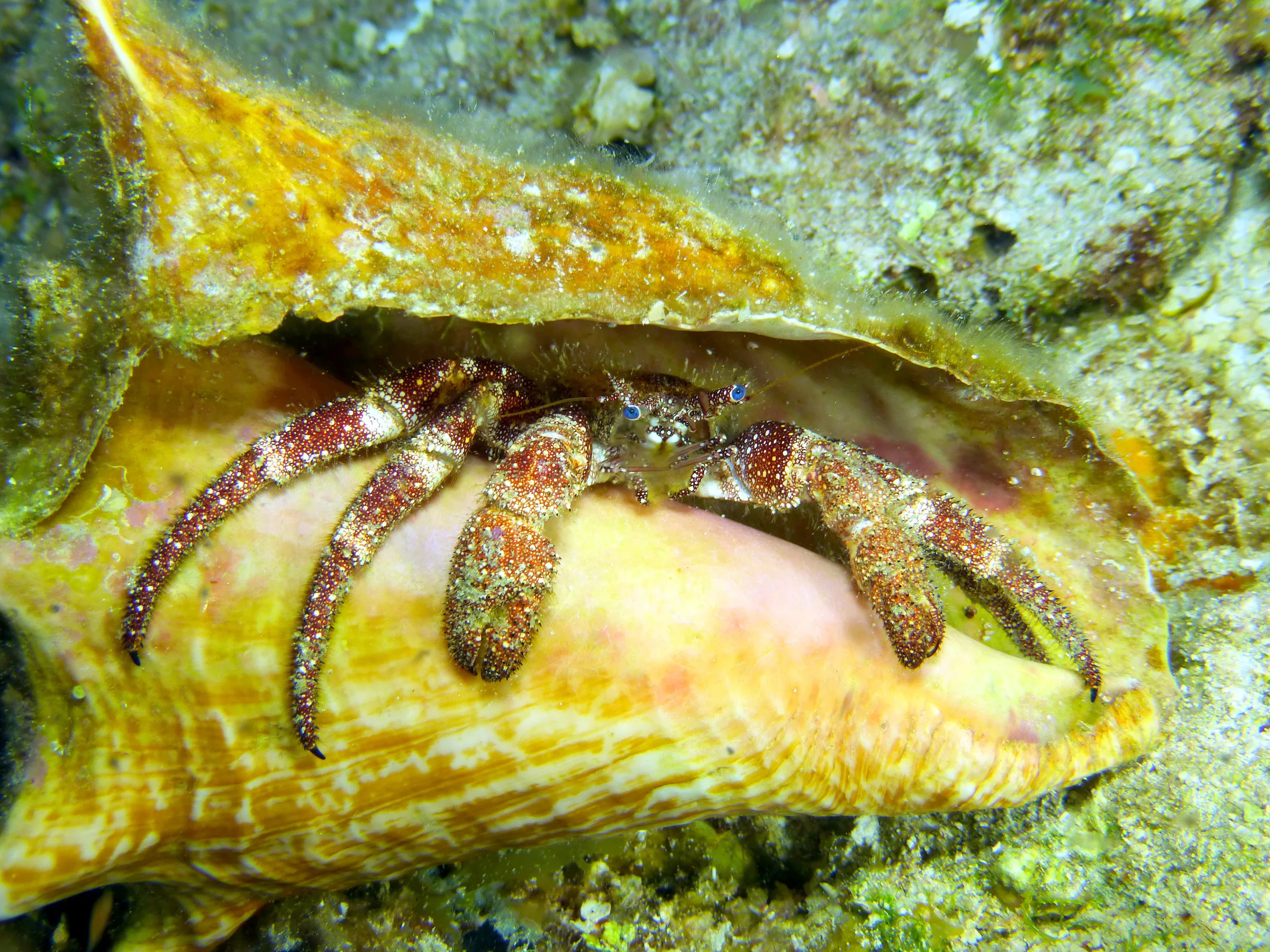 Hermit Crab, Cozumel, 2014