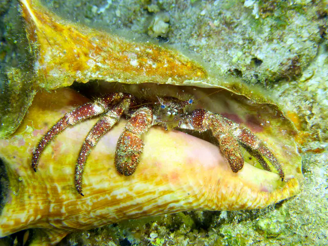 Underwater photograph by Joel Bergsma