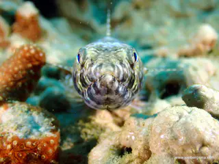 Underwater photograph by Joel Bergsma