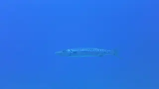 Great  Barracuda