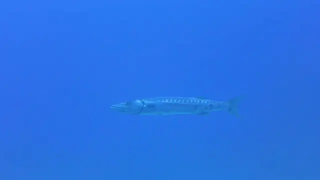 Great  Barracuda