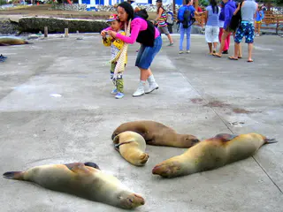 Floreana - Sea Lions resting on pier.