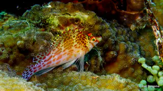 Underwater photograph by Joel Bergsma