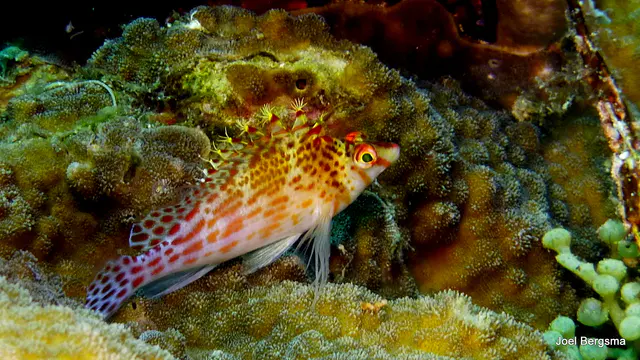 Underwater photograph by Joel Bergsma