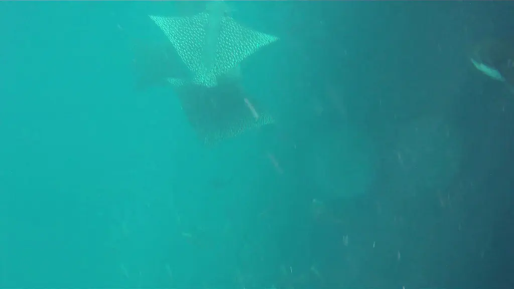 Video - Spotted Eagle Rays. Kicker Rock. Galapagos. 6 minute video.  I took this video with my Intova Sport Pro HD, a camera similar to the Go Pro.