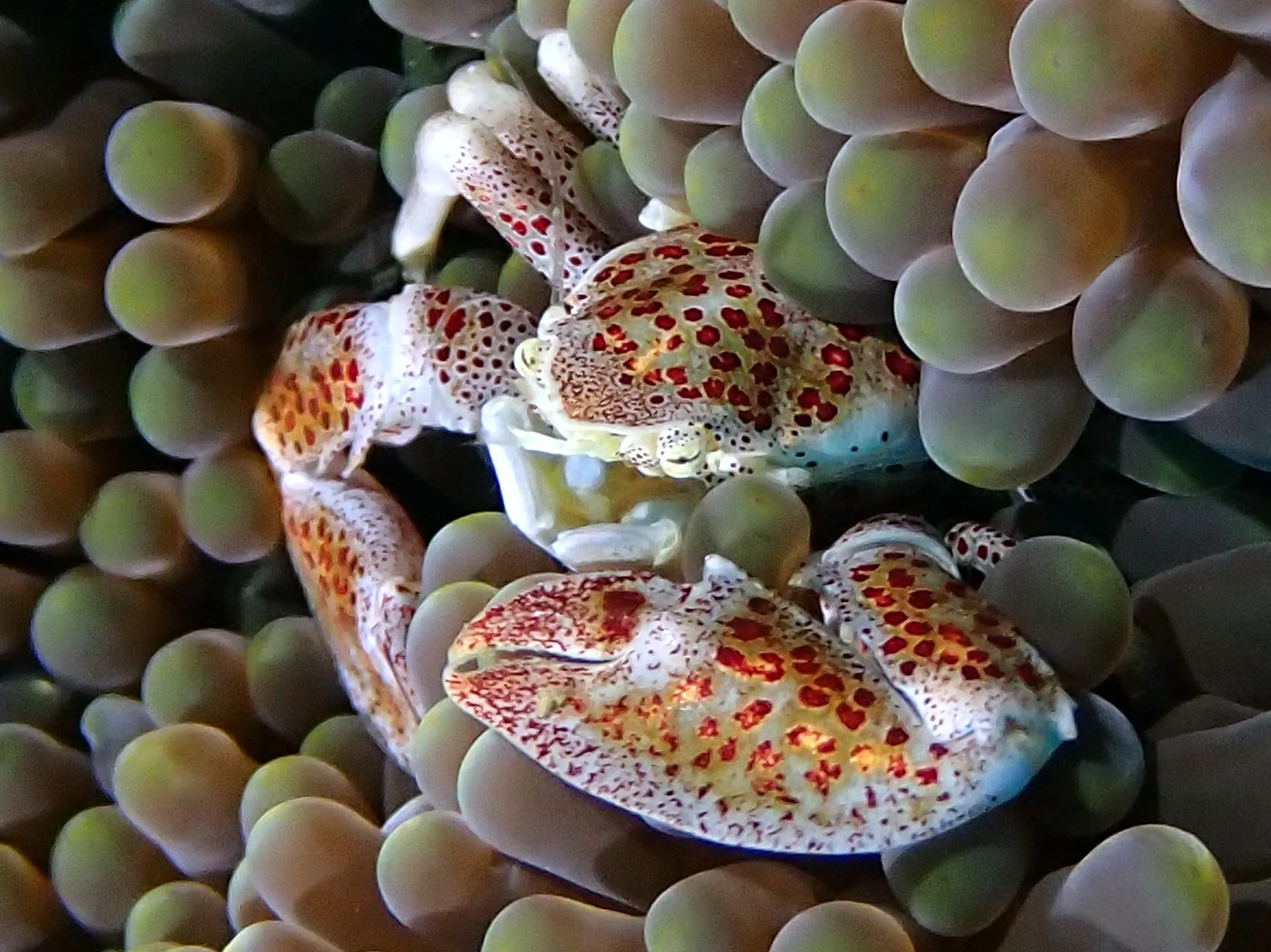Philippines underwater photograph, 2024