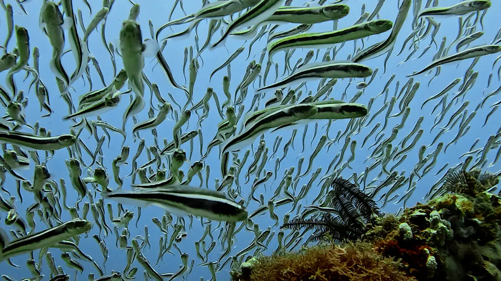 Underwater photograph by Joel Bergsma