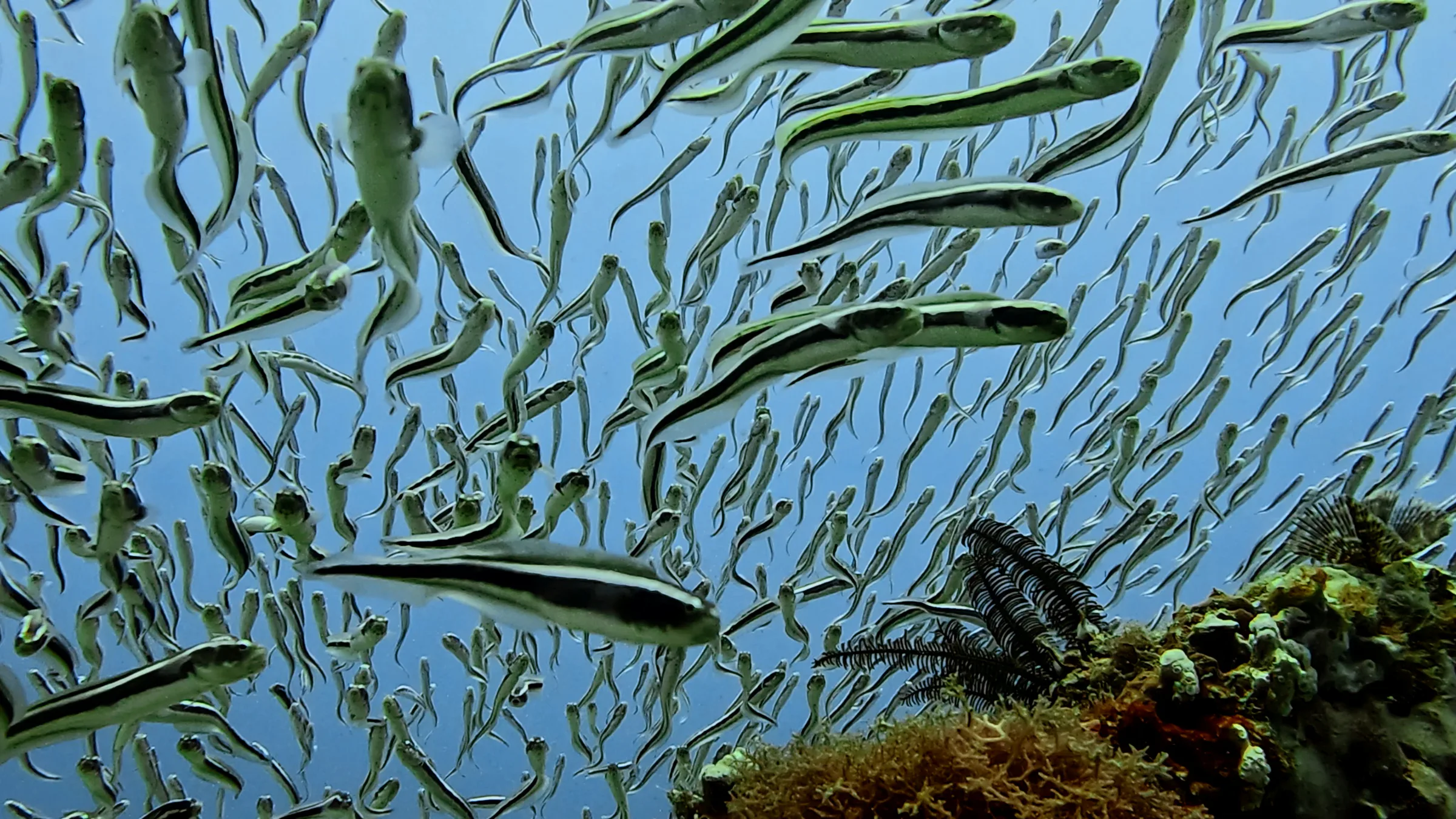 Philippines underwater photograph, 2026