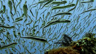 Underwater photograph by Joel Bergsma